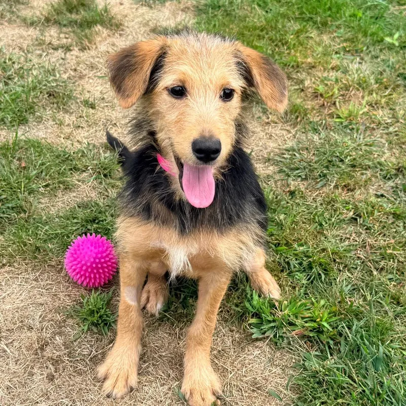 A baby medium-sized female Terrier dog named CT Atta avail Sep for adoption in Stormville, NY