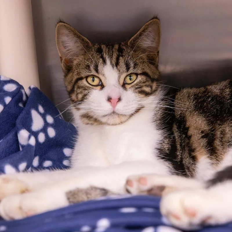 A young medium-sized male Brown / Chocolate Domestic Short Hair cat named Hard Rock Billy for adoption in Mentor, OH