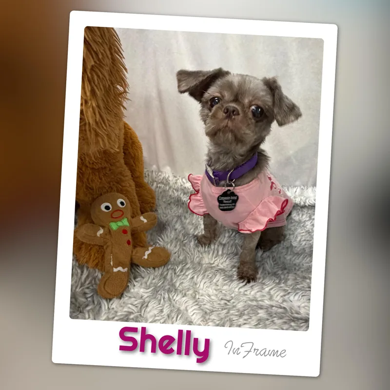 Shelly