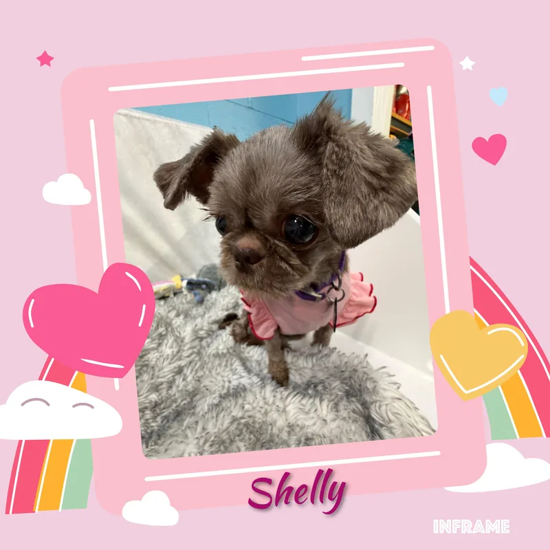 Shelly thumbnail 2