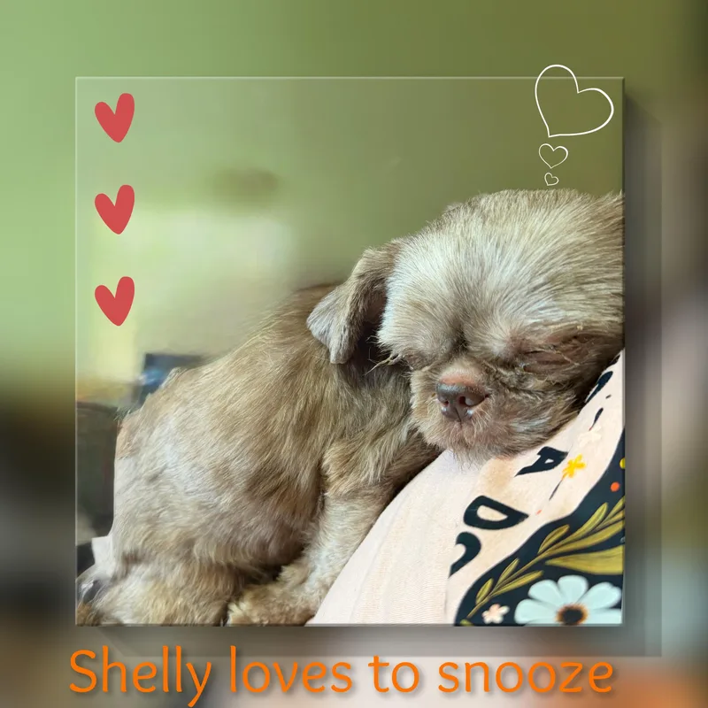 Shelly thumbnail 4