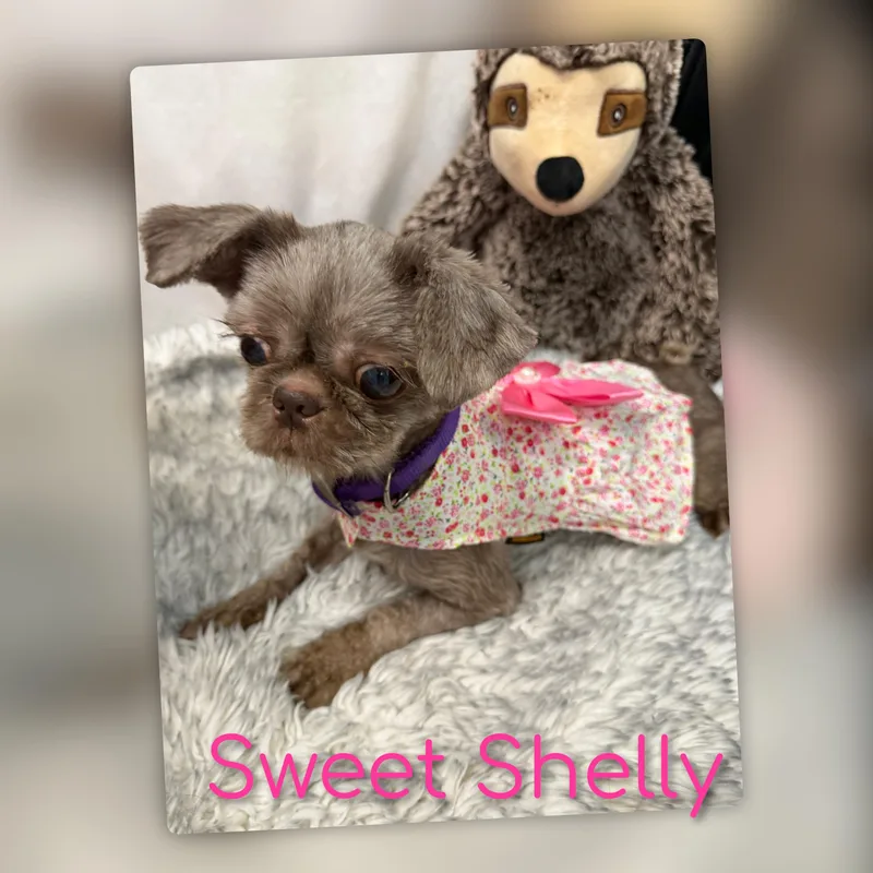 Shelly thumbnail 5
