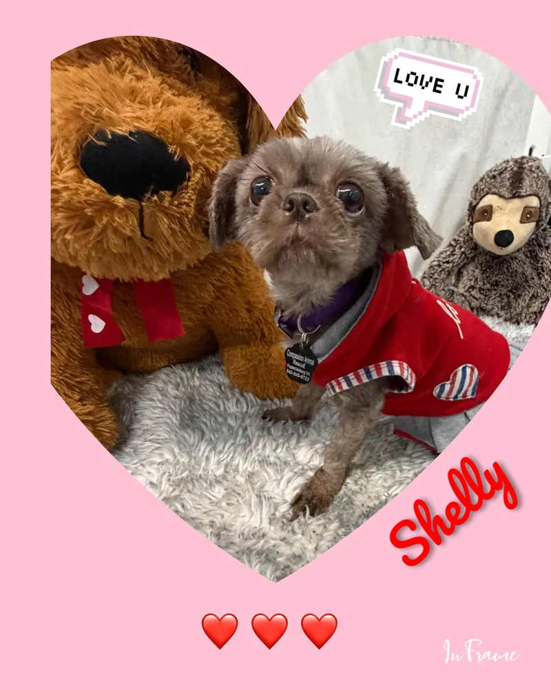 Shelly thumbnail 6
