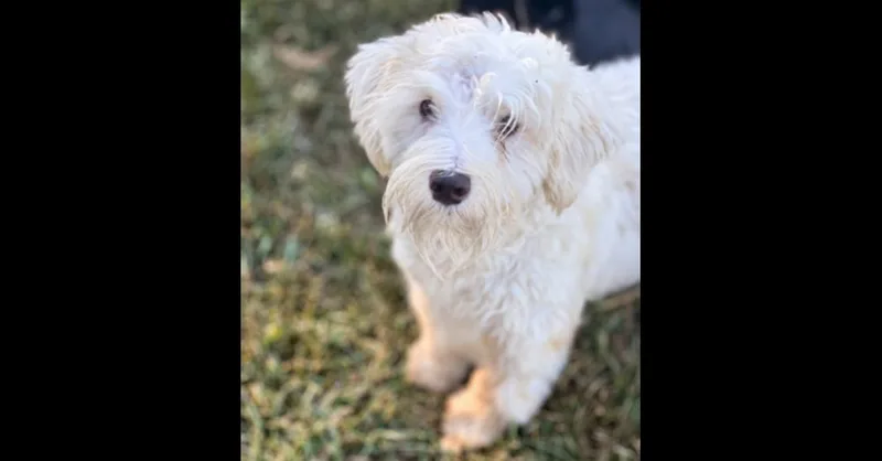A young small-sized female White / Cream Schnauzer dog named Sugar Bear for adoption in Milton, GA