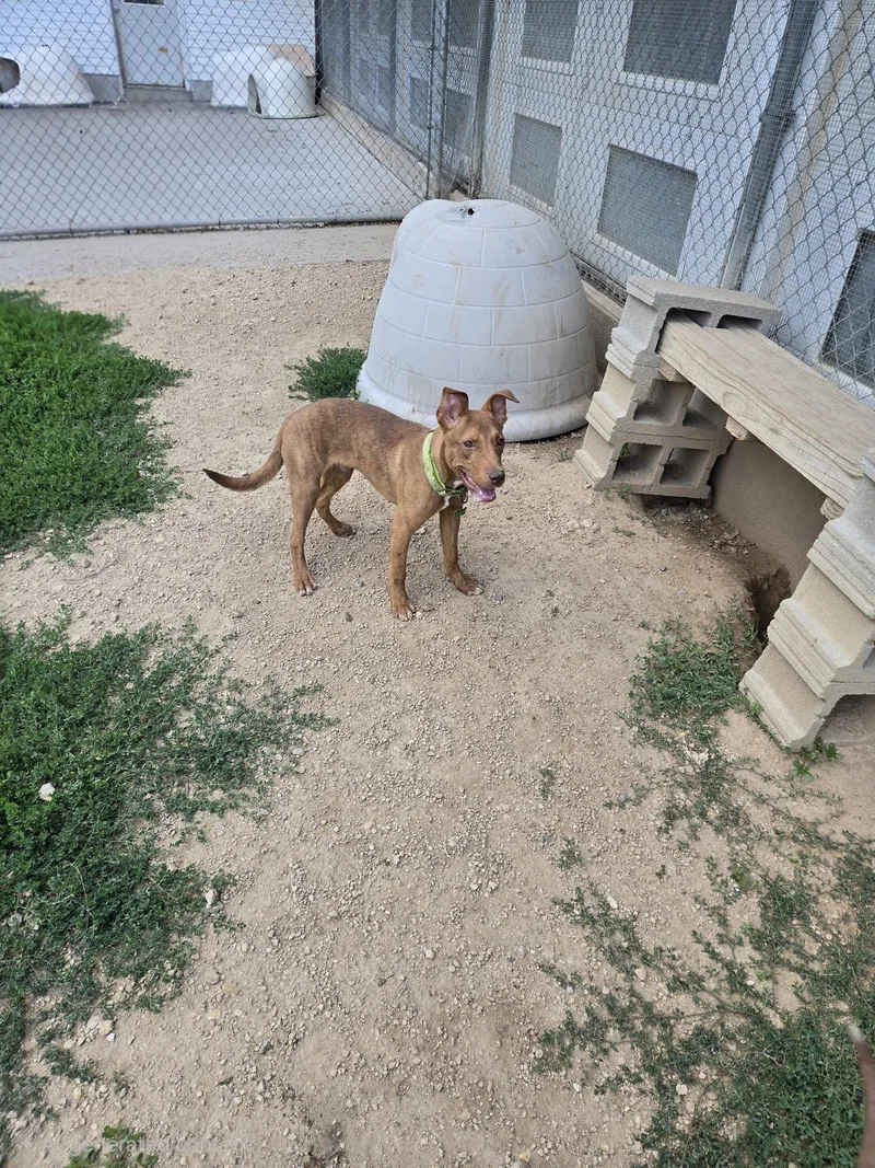A young medium-sized male Mountain Cur dog named Grumpy for adoption in Maquoketa, IA