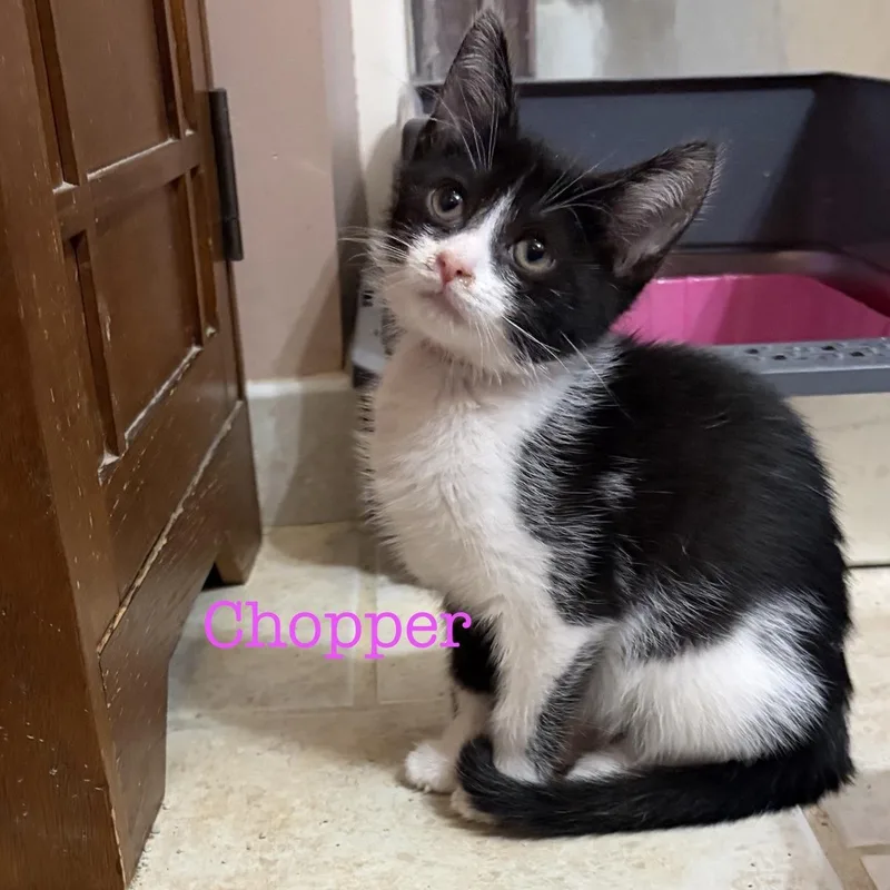 A baby medium-sized male Black & White / Tuxedo Domestic Short Hair cat named Chopper for adoption in Murfreesboro, TN