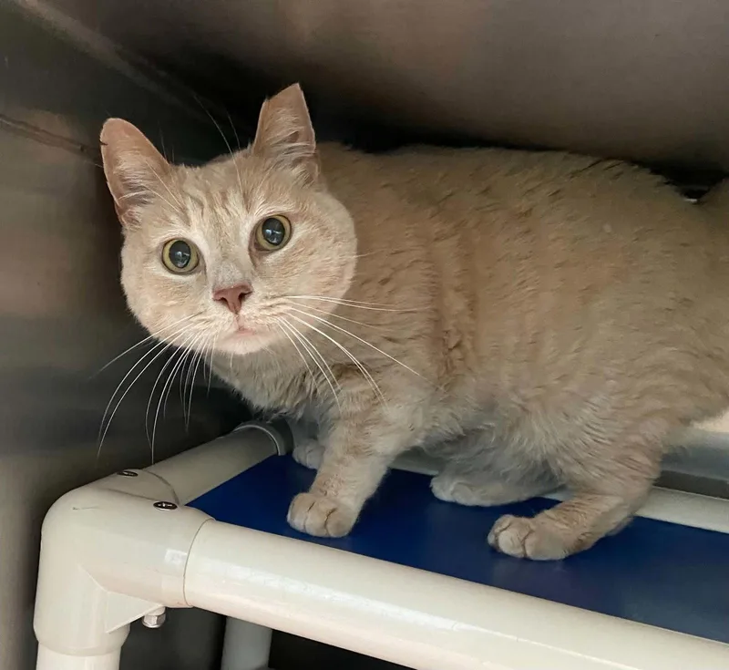 An adult medium-sized male Orange / Red Domestic Short Hair cat named Pumpkin Visit At for adoption in Rustburg, VA