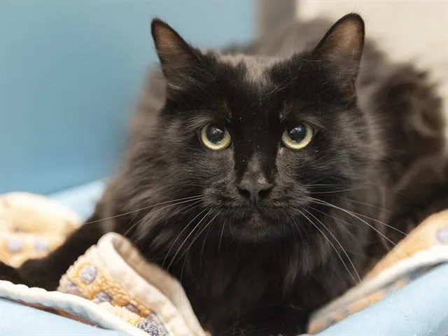 A young small-sized male Domestic Long Hair cat named Chubbs for adoption in Phoenix, AZ
