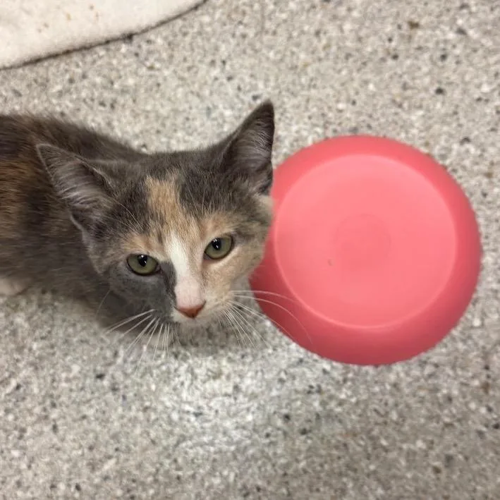 A baby small-sized female Black Domestic Short Hair cat named Rizzo for adoption in Detroit Lakes, MN