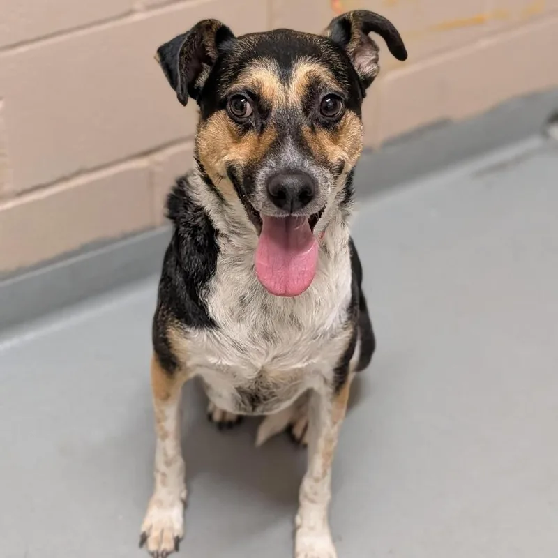 An adult medium-sized male Black Shepherd dog named Tomas for adoption in Tacoma, WA