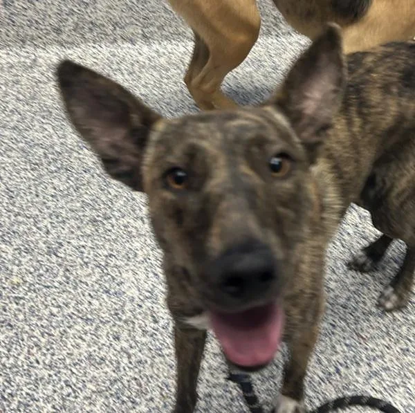 An adult large-sized female Dutch Shepherd dog named Goldie for adoption in Golden, CO