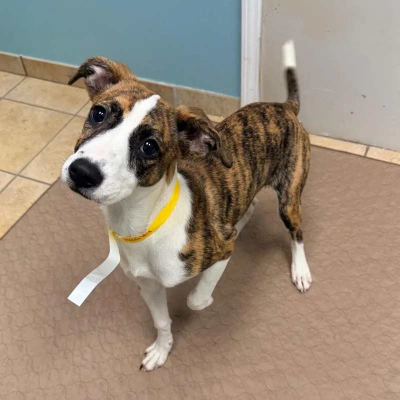 A young medium-sized female Brindle Hound dog named Hadley for adoption in Columbus, GA