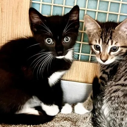 A baby small-sized male Domestic Medium Hair cat named Luna for adoption in Honolulu, HI