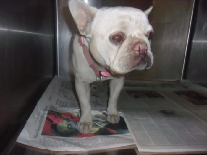 A young small-sized female French Bulldog dog named Chatita for adoption in Van Nuys, CA