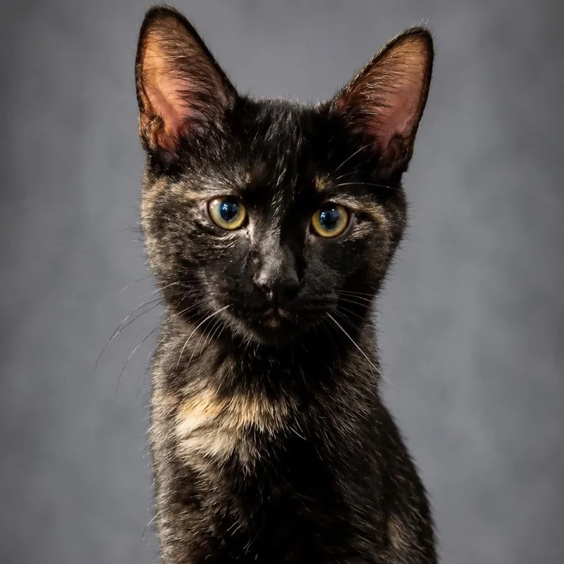 A baby medium-sized female Tortoiseshell Domestic Short Hair cat named Indiana for adoption in Menasha, WI