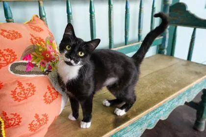 A baby small-sized female Domestic Short Hair cat named Leche for adoption in San Antonio, TX