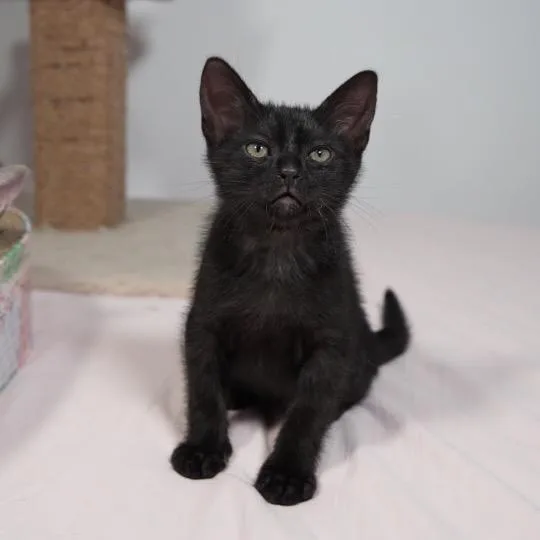 A baby small-sized male Black Domestic Short Hair cat named Bean for adoption in Port Richey, FL
