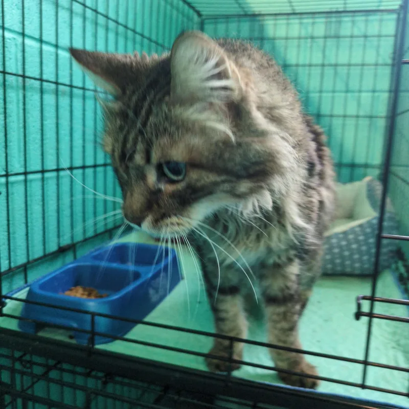A senior medium-sized male Tabby (Brown / Chocolate) Domestic Long Hair cat named Simba for adoption in Bedford, VA