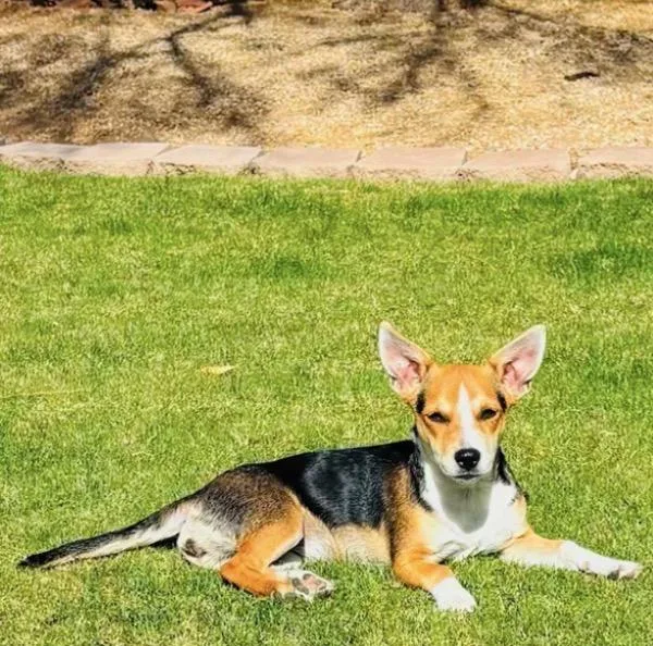 A young small-sized female Tricolor (Brown, Black, & White) Corgi dog named Levi and Lyla for adoption in Scottsdale, AZ
