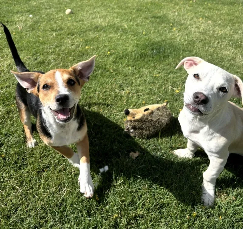 Levi and Lyla thumbnail 5