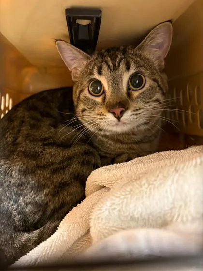 A young small-sized female Brown / Chocolate Domestic Short Hair cat named Navy for adoption in Kansas City, MO