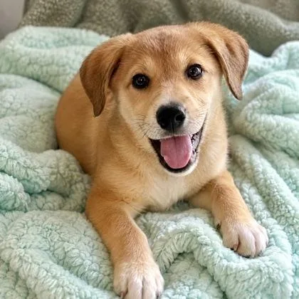 A baby large-sized male Mixed Breed dog named Dean for adoption in Largo, FL