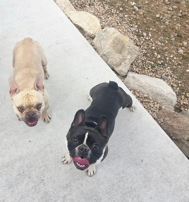 Lilo