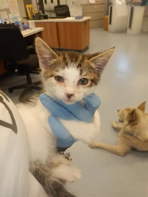 A baby small-sized female Domestic Short Hair cat named Belle for adoption in San Jose, CA