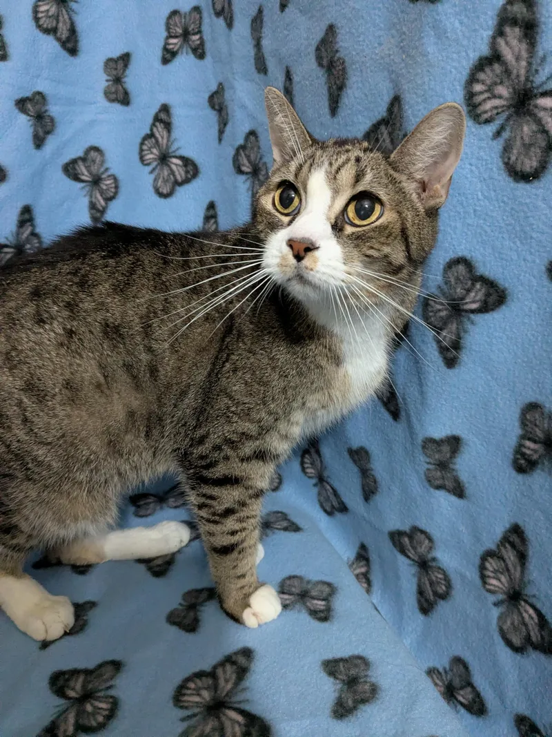A senior medium-sized male Domestic Short Hair cat named Rostam for adoption in St Paul, MN
