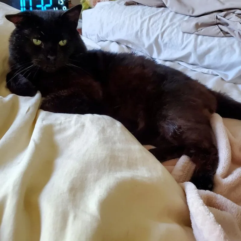 An adult large-sized male Black Domestic Short Hair cat named Romeow for adoption in Shawnee, KS