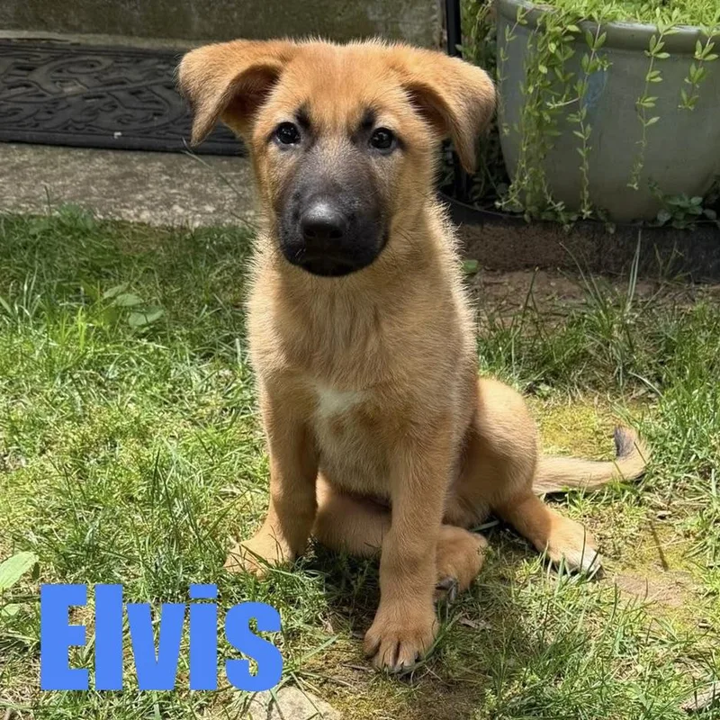 Elvis thumbnail 4