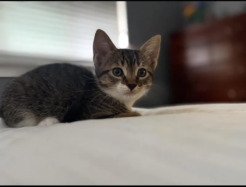 A baby medium-sized female Tabby (Brown / Chocolate) Domestic Short Hair cat named Tina for adoption in Rochester Hills, MI