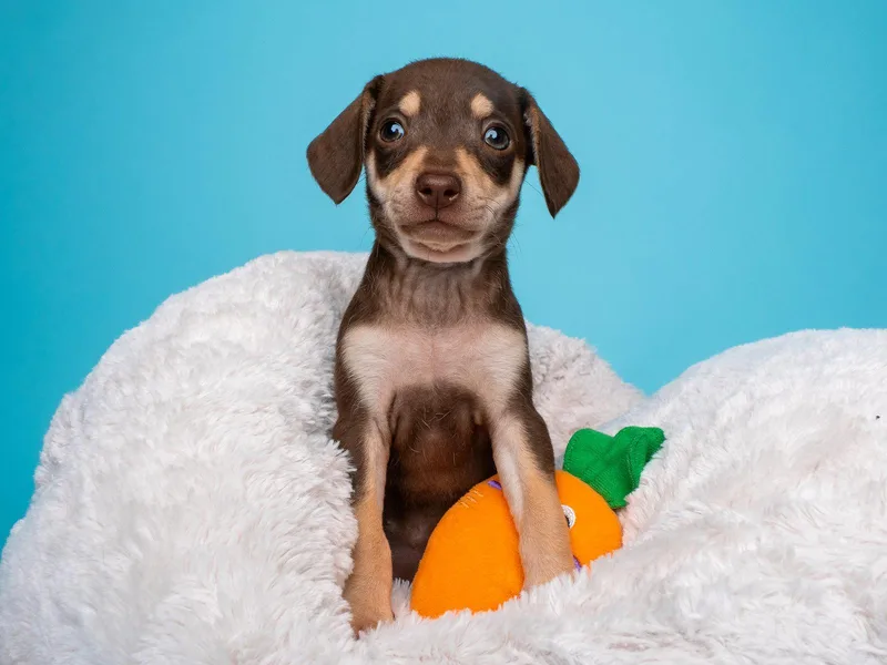 Tea Party: Scone thumbnail 2