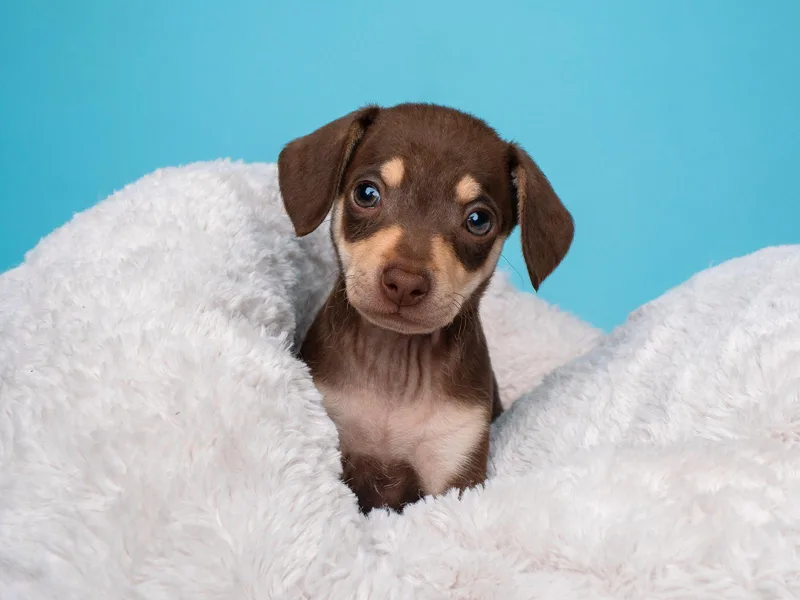 Tea Party: Scone thumbnail 3