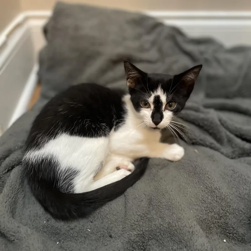A baby medium-sized female Black & White / Tuxedo Domestic Short Hair cat named Sailor Mars for adoption in Chattanooga, TN