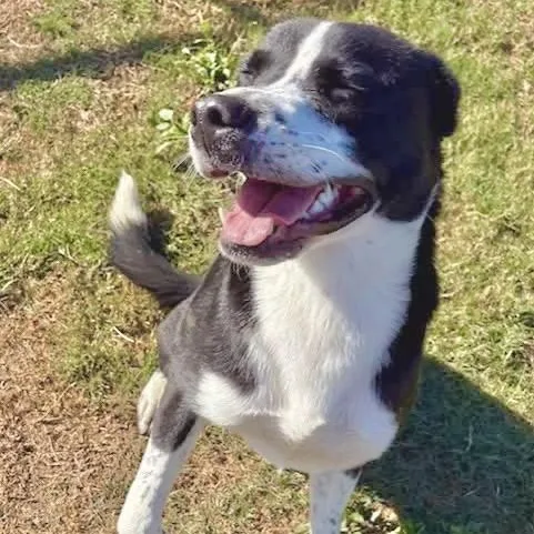 A young medium-sized male Black Border Collie dog named Gus for adoption in Tunica, MS