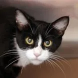 An adult medium-sized female Black & White / Tuxedo Domestic Short Hair cat named Tuna for adoption in Hilliard, OH