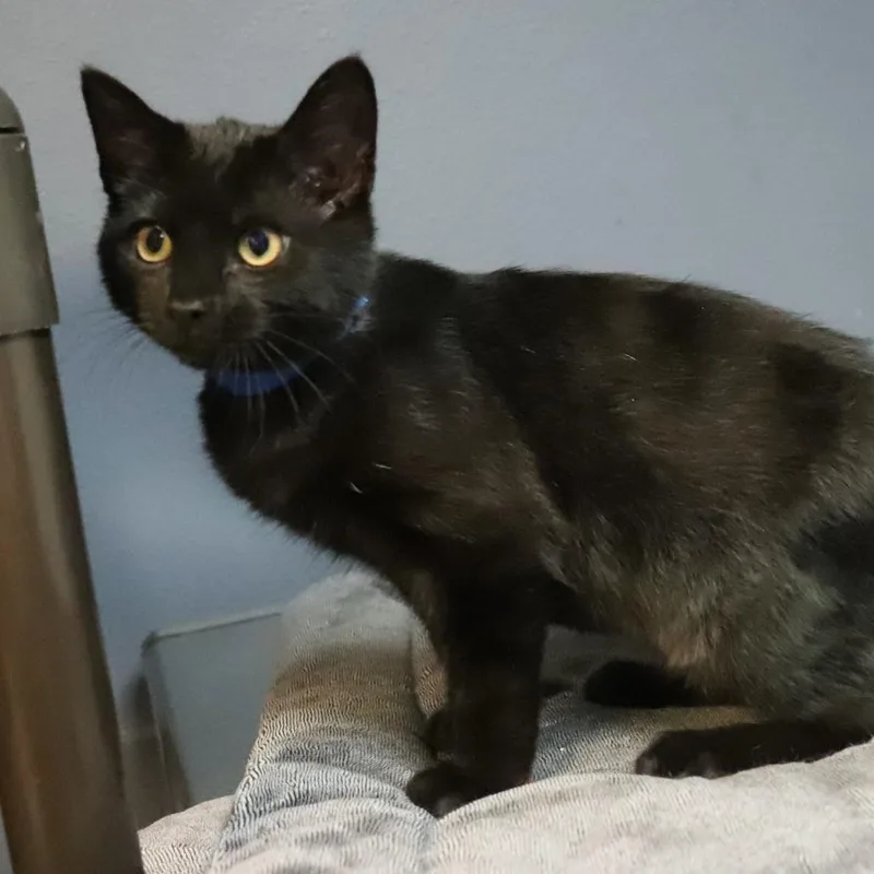 A baby medium-sized male Black Domestic Short Hair cat named Liam for adoption in Lakeland, FL