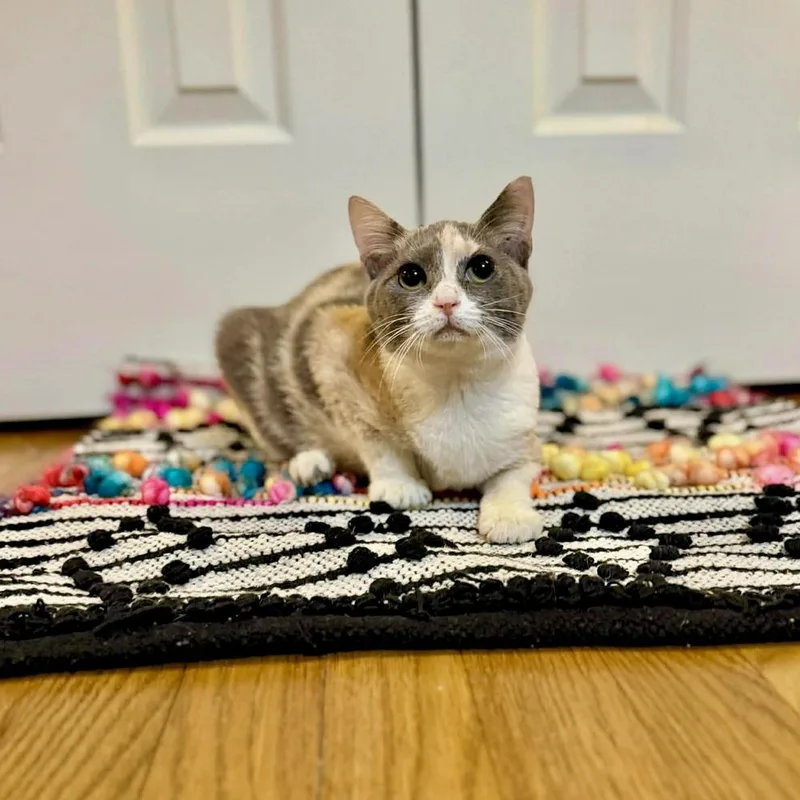 A baby medium-sized female Domestic Short Hair cat named Paloma for adoption in Raleigh, NC