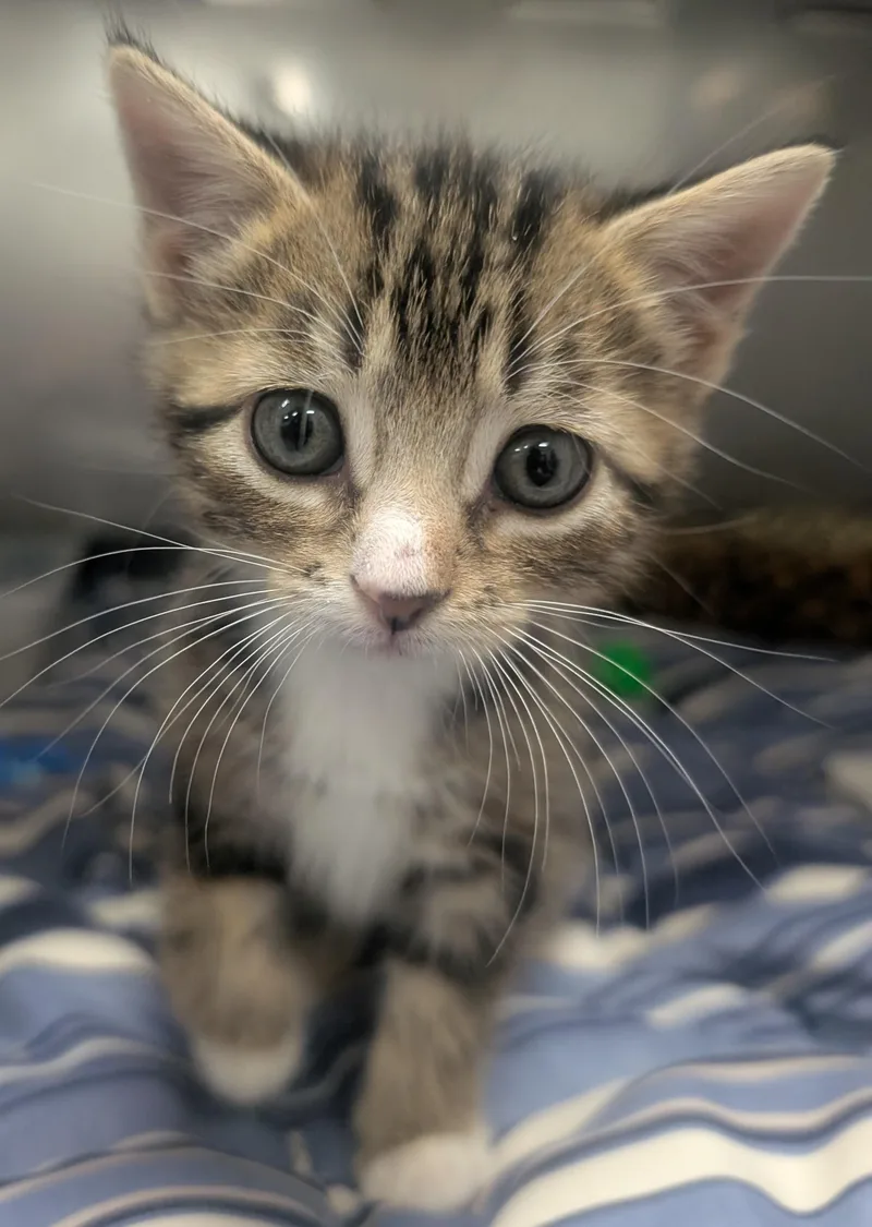 A young small-sized female Tabby (Brown / Chocolate) Domestic Short Hair cat named Dawn for adoption in New Ulm, MN