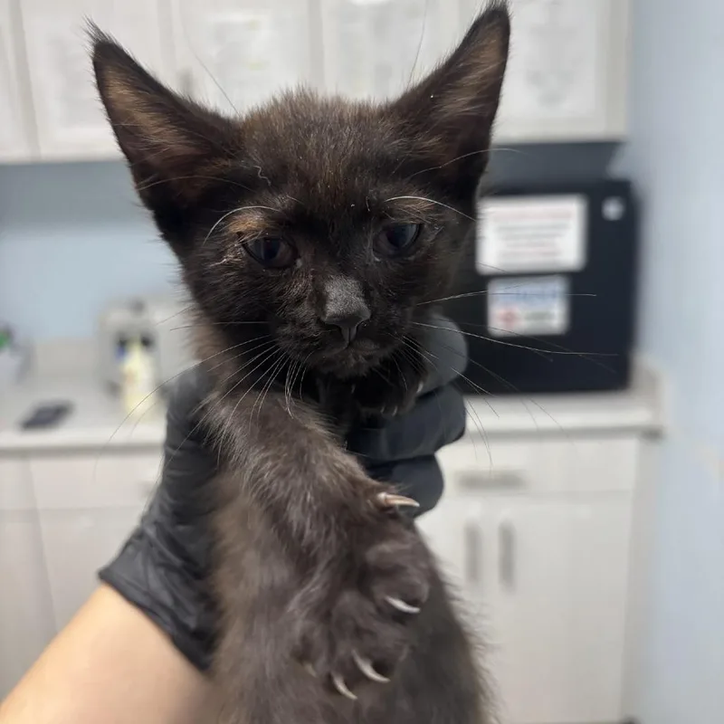 A baby small-sized female Black Domestic Short Hair cat named Ms. Cutie for adoption in Riverside, CA