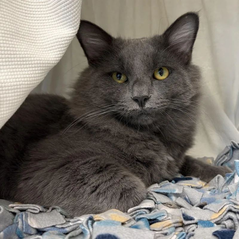 A young large-sized male Domestic Medium Hair cat named Fuji for adoption in Manassas, VA