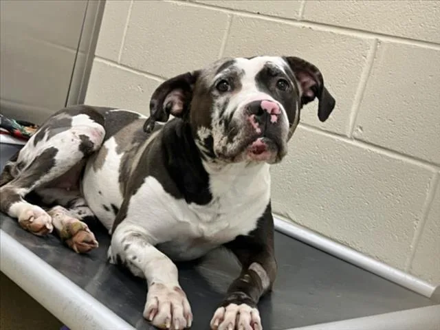 An adult large-sized female Pit Bull Terrier dog named Mocha for adoption in Chapel Hill, NC