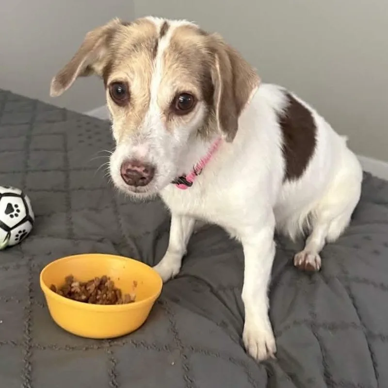 An adult small-sized female Terrier dog named Marie Love for adoption in Las Vegas, NV