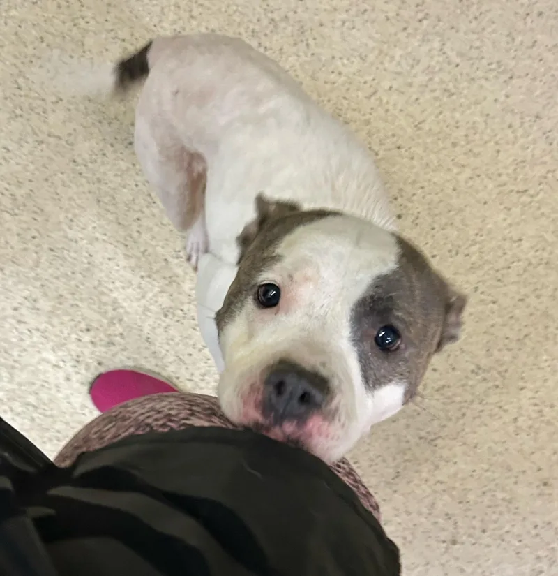 An adult medium-sized female Terrier dog named Temperance for adoption in Muncie, IN