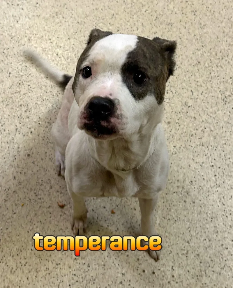 Temperance thumbnail 6