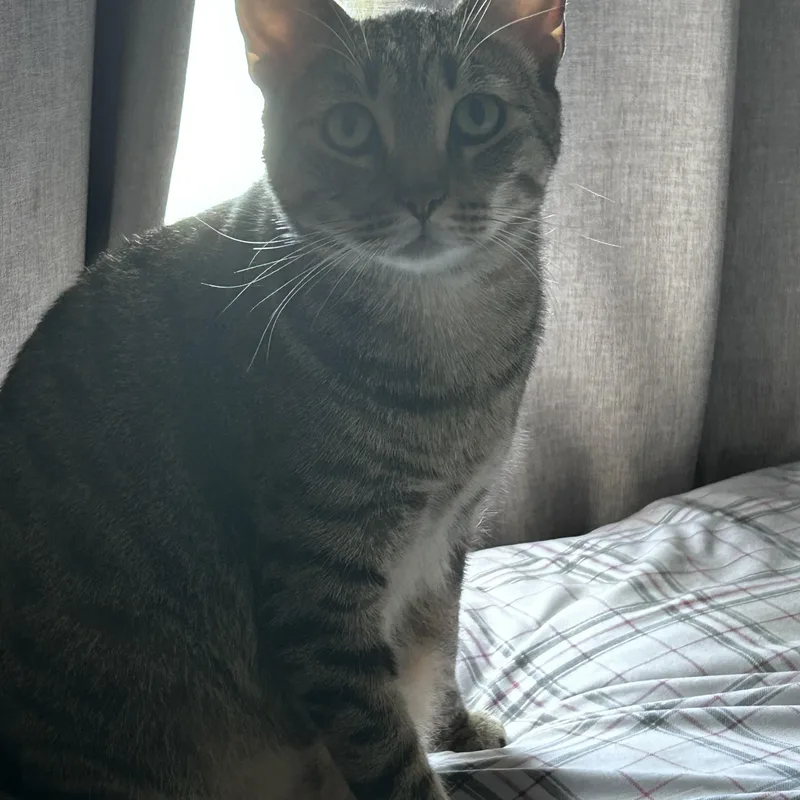 An adult medium-sized male Tabby (Brown / Chocolate) Tabby cat named Matsumoto for adoption in San Jose, CA