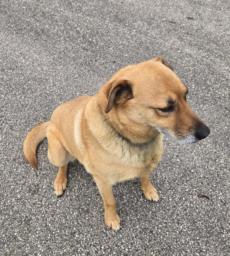 An adult large-sized male Yellow / Tan / Blond / Fawn Retriever dog named Old Yeller for adoption in Xenia , OH