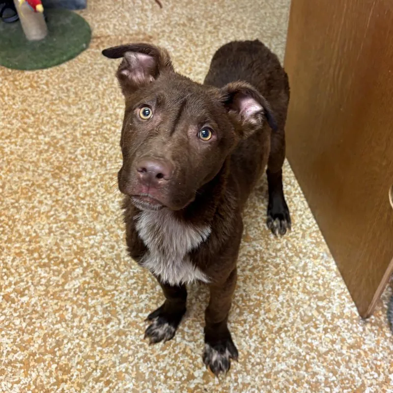 A young medium-sized male Brown / Chocolate Chocolate Labrador Retriever dog named Babe Ruth for adoption in Chehalis, WA
