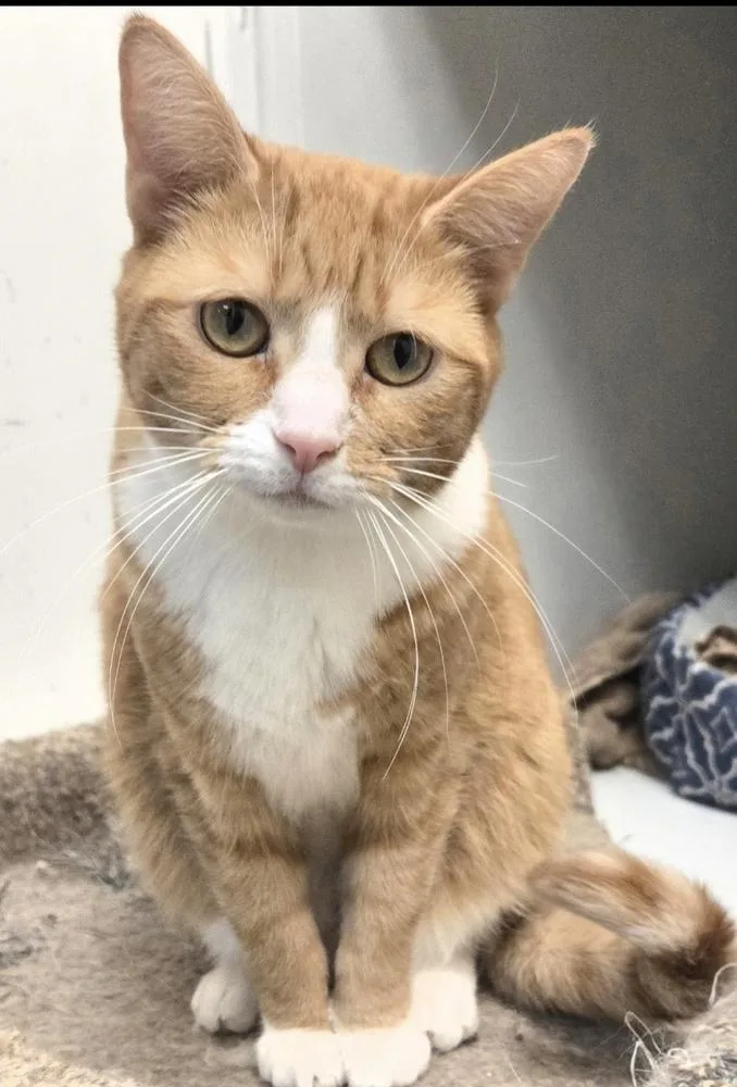 Mollie Harvey thumbnail 2